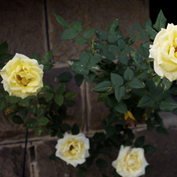 The-Cheap-Shot - Roses. Marrickville. December, ’10